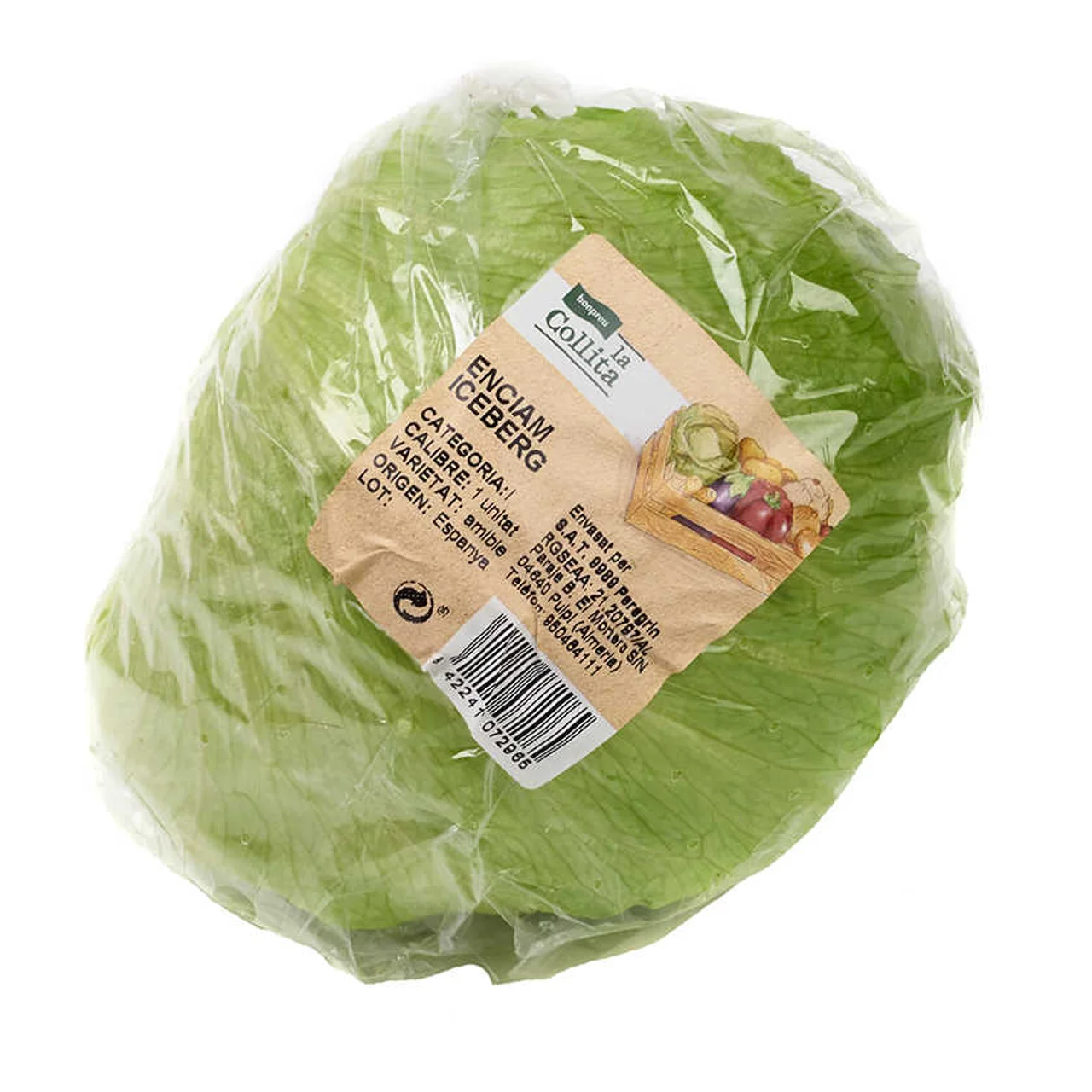 Lechuga iceberg entero 1 ud