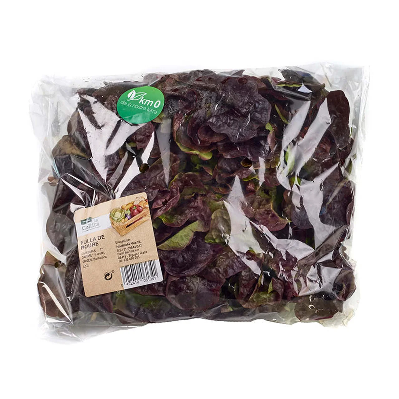 Lechuga hoja de roble Km0 1 ud