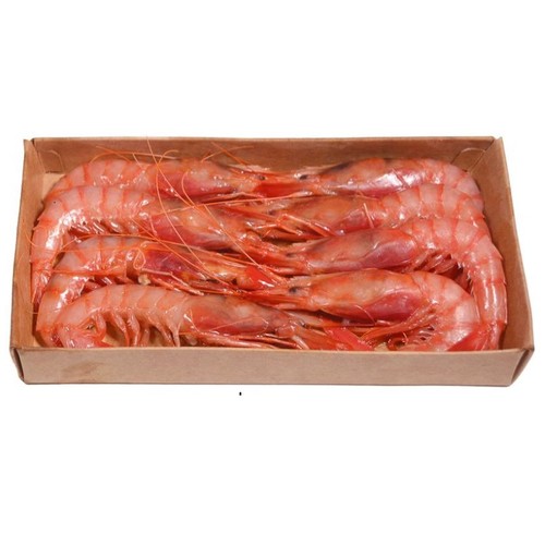 FERRER Gamba vermella allistada