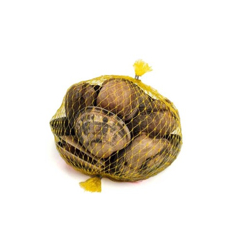  Cloïssa Japonesa (unitaria)